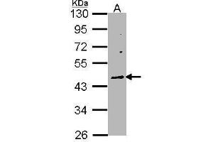 WB Image Sample (30 ug of whole cell lysate) A: Raji 10% SDS PAGE antibody diluted at 1:1000 (WNT10A 抗体  (Center))
