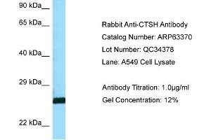 Western Blotting (WB) image for anti-Cathepsin H (CTSH) (C-Term) antibody (ABIN2789470)