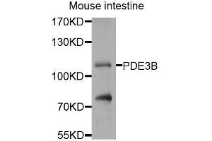 Western blot analysis of extracts of mouse small intestine, using PDE3B antibody (ABIN5974684) at 1/1000 dilution. (PDE3B 抗体)