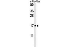 CCL4 Antibody (Center) western blot analysis in mouse bladder tissue lysates (15µg/lane). (CCL4 抗体  (Middle Region))