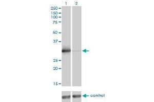 Western Blotting (WB) image for anti-Zinc Finger Protein 174 (ZNF174) (AA 1-234) antibody (ABIN563450)