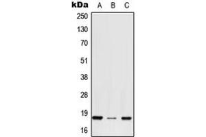 Western blot analysis of RPS27 expression in HepG2 (A), NIH3T3 (B), H9C2 (C) whole cell lysates. (RPS27 抗体  (N-Term))