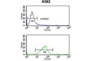 Flow cytometry analysis of K562 cells (bottom histogram) compared to a negative control cell (top histogram) using CXXC4 Antibody . (CXXC4 抗体  (C-Term))