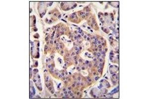 Immunohistochemistry analysis in formalin fixed and paraffin embedded human pancreas tissue reacted with PLD5 Antibody (C-term) followed which was  peroxidase conjugated to the secondary antibody and followed by DAB staining. (PLD5 抗体  (C-Term))