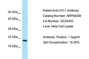 Western Blotting (WB) image for anti-Cripto, FRL-1, Cryptic Family 1 (CFC1) (N-Term) antibody (ABIN2789795) (CFC1 抗体  (N-Term))