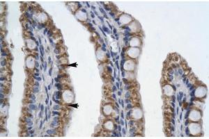 Human Intestine (PITX2 抗体  (N-Term))