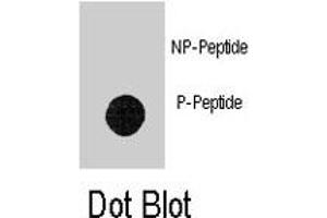 Dot blot analysis of LEO1 (phospho S551) polyclonal antibody  on nitrocellulose membrane. (LEO1 抗体  (pSer551))