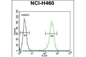 Z Antibody (N-term) (ABIN653708 and ABIN2843024) flow cytometric analysis of NCI- cells (right histogram) compared to a negative control cell (left histogram).