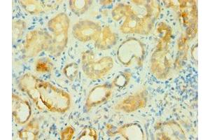 Immunohistochemistry of paraffin-embedded human kidney tissue using ABIN7145745 at dilution of 1:100 (BCAT2 抗体  (AA 20-200))