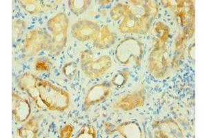 Immunohistochemistry of paraffin-embedded human kidney tissue using ABIN7145745 at dilution of 1:100 (BCAT2 抗体  (AA 20-200))