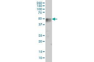 TNFRSF19 monoclonal antibody (M01A), clone 2G4 Western Blot analysis of TNFRSF19 expression in HepG2 . (TNFRSF19 抗体  (AA 30-119))