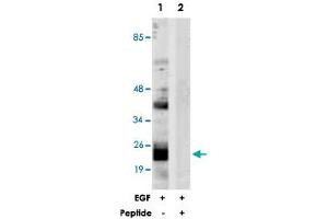 Western blot analysis of extracts from NIH/3T3 cells, treated with EGF (200 ng/mL, 30 mins), using PTGES3 polyclonal antibody . (PTGES3 抗体  (Ser113))