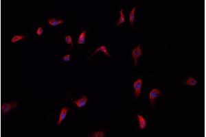 ABIN6266496 staining HepG2  cells by IF/ICC. (ANXA6 抗体  (N-Term))