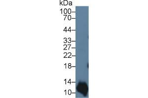 Western Blot; Sample: Human A431 cell lysate; Primary Ab: 3µg/ml Rabbit Anti-Bovine S100A2 Antibody Second Ab: 0. (S100A2 抗体  (AA 1-97))