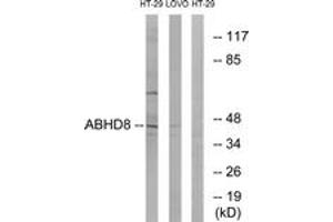 Western Blotting (WB) image for anti-Abhydrolase Domain Containing 8 (ABHD8) (AA 291-340) antibody (ABIN2890085) (ABHD8 抗体  (AA 291-340))