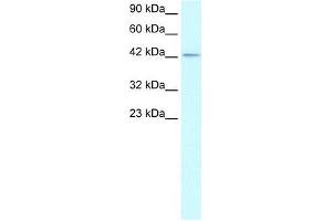 Human HepG2; WB Suggested Anti-ZNF207 Antibody Titration: 1. (ZNF207 抗体  (Middle Region))