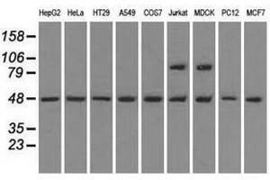 Image no. 3 for anti-LEM Domain Containing 3 (LEMD3) antibody (ABIN1499118) (LEMD3 抗体)