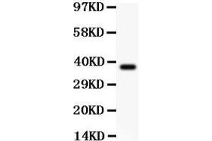 Anti-Bmi1 Picoband antibody,  All lanes: Anti BMI1  at 0. (BMI1 抗体  (Middle Region))