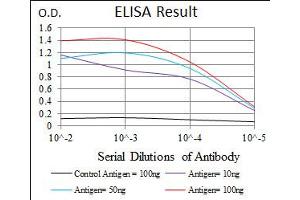 Image no. 3 for anti-Recombination Activating Gene 1 (RAG1) antibody (ABIN1491682) (RAG1 抗体)