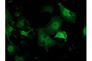 Anti-PNMT mouse monoclonal antibody (ABIN2454537) immunofluorescent staining of COS7 cells transiently transfected by pCMV6-ENTRY PNMT (RC206586). (PNMT 抗体)
