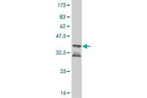Western Blot detection against Immunogen (35. (MAPKAP Kinase 2 抗体  (AA 266-352))