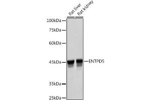 Western blot analysis of extracts of various cell lines, using ENTPD5 Rabbit mAb (ABIN7266895) at 1:3000 dilution. (ENTPD5 抗体)