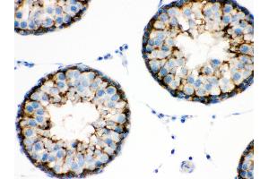 Anti- BAG2 Picoband antibody,IHC(P) IHC(P): Rat Testis Tissue (BAG2 抗体  (AA 1-211))
