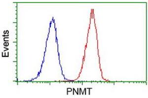 Image no. 2 for anti-Phenylethanolamine N-Methyltransferase (PNMT) antibody (ABIN1500311) (PNMT 抗体)