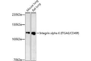 Western blot analysis of extracts of various cell lines, using Integrin alpha 6 (ITG/CD49f) antibody (ABIN7267938) at 1:1000 dilution. (ITGA6 抗体)