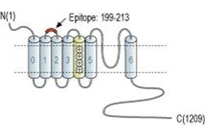 Representative domain view of the target of ABIN7043495.
