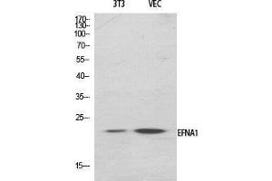 Western Blot (WB) analysis of specific cells using Ephrin-A1 Polyclonal Antibody. (Ephrin A1 抗体  (Internal Region))