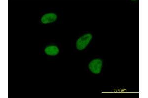 Immunofluorescence of purified MaxPab antibody to THOC3 on HeLa cell. (THO Complex 3 抗体  (AA 1-351))