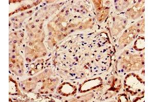 Immunohistochemistry (IHC) image for anti-Bone Morphogenetic Protein 7 (BMP7) (AA 293-431) antibody (ABIN7145700)