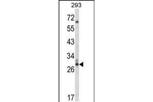 Western blot analysis of CDC42EP3 Antibody (N-term) (ABIN652721 and ABIN2842477) in 293 cell line lysates (35 μg/lane). (CDC42EP3 抗体  (N-Term))