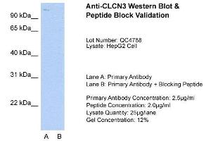 Host:  Rabbit  Target Name:  CLCN3  Sample Type:  HepG2  Lane A:  Primary Antibody  Lane B:  Primary Antibody + Blocking Peptide  Primary Antibody Concentration:  2. (CLCN3 抗体  (C-Term))