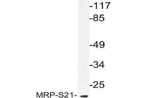 Western blot analysis of MRP-S21 Antibody in extracts from COS cells. (MRPS21 抗体)