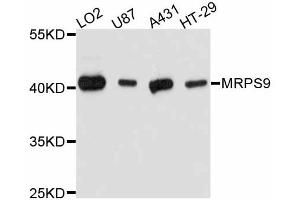Western blot analysis of extracts of various cell lines, using MRPS9 antibody. (MRPS9 抗体)