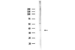 Western blot analysis of lysates from Mouse liver, using OR5K3 Antibody at 1/1000 dilution.