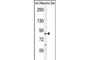 CCD Antibody (C-term) (ABIN654259 and ABIN2844079) western blot analysis in mouse Neuro-2a cell line lysates (35 μg/lane). (CEP89 抗体  (C-Term))