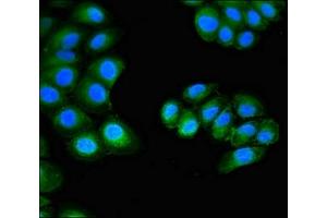 Immunofluorescent analysis of A549 cells using ABIN7165226 at dilution of 1:100 and Alexa Fluor 488-congugated AffiniPure Goat Anti-Rabbit IgG(H+L) (CUTA 抗体  (AA 33-150))