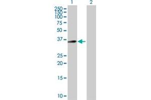 Western Blot analysis of C18orf1 expression in transfected 293T cell line by C18orf1 MaxPab polyclonal antibody. (C18orf1 抗体  (AA 1-306))