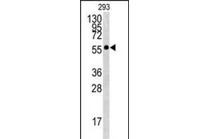 Western blot analysis of BTBD1 antibody (Center) (ABIN391491 and ABIN2841458) in 293 cell line lysates (35 μg/lane). (BTBD1 抗体  (AA 295-322))