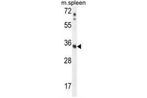 ASB17 Antibody (C-term) western blot analysis in mouse spleen tissue lysates (35µg/lane). (ASB17 抗体  (C-Term))