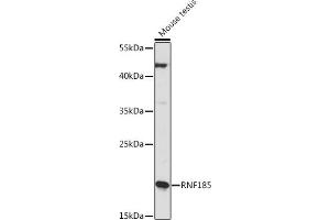Western blot analysis of extracts of Mouse testis, using RNF185 Rabbit pAb (ABIN7270068) at 1:1000 dilution. (RNF185 抗体  (AA 1-130))