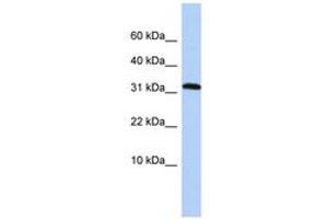Image no. 1 for anti-Protein Phosphatase 1, Regulatory Subunit 27 (PPP1R27) (AA 36-85) antibody (ABIN6743594)