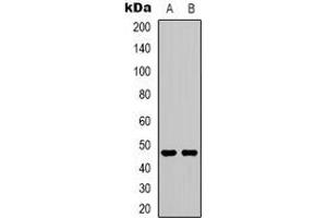 Western blot analysis of 5-HT2C expression in SHSY5Y (A), NIH3T3 (B) whole cell lysates.