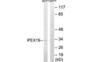 Western blot analysis of extracts from MCF-7 cells, using PEX19 Antibody. (PEX19 抗体  (AA 219-268))