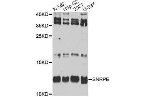 Western blot analysis of extracts of various cell lines, using SNRPE antibody.