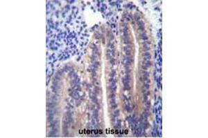 ANGPTL7 Antibody (C-term) immunohistochemistry analysis in formalin fixed and paraffin embedded human uterus tissue followed by peroxidase conjugation of the secondary antibody and DAB staining. (ANGPTL7 抗体  (C-Term))