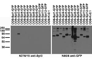 anti-Synaptotagmin III (SYT3) (AA 442-533), (Cytosolic) antibody